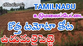 UDUMALAIPETTAI NEW TOMATO CROP [upl. by Acisseg]