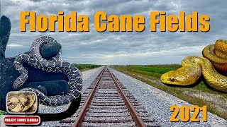 Florida Cane Fields 2021  Kingsnake and Ratsnake [upl. by Otrebliw476]