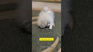 Whats for lunch pomeranian puppy pomspitz [upl. by Arammahs603]