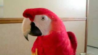 Macaw saying hello [upl. by Ahsieuqal]