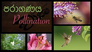 Pollination පරාගණය වෘක්ෂ [upl. by Kushner]