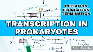 Transcription in prokaryotes  Initiation Elongation Termination  Bio science [upl. by Aikimat]