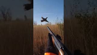 To close epic shot pheasant hunt birddog pheasanthunting hunting [upl. by Lucio]