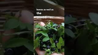 How I Use Bilberry Leaves [upl. by Ettennaej]