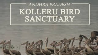 Kolleru Bird Sanctuary♥️♥️♥️ [upl. by Pretrice]