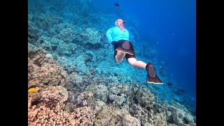 Snorkeling Kealakekua Bay  Captain Cook Monument 2020 amp 2022 [upl. by Eenerb]