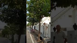 Remove your stress with plantation of kadam tree [upl. by Irved]