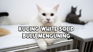 Perawatan Kucing White Solid Bulu Menguning [upl. by Nosyt]