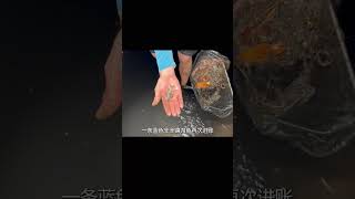 鮑比在涵洞口釣魚，結果遇上一條巨大的野生毒蛇！ 钓鱼 捕鱼 户外捕鱼 河中巨怪 杰瑞米瓦德 [upl. by Brandy]