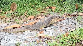 Monitor Lizard at Springleaf Nature Park Singapore  Lakwatcha TV [upl. by Anerehs]