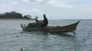 Seaweed Harvesting by Boat in Takalar [upl. by Nomael162]