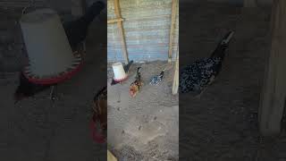 animalshorts fowlplay chicken gamefowlchickenfarm gamefowl poultry farmlife dayonfarm [upl. by Llerahc949]