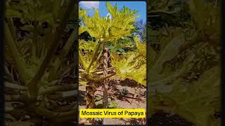 quotMossaic Virusquot Affected Papaya Plants Protect White Fly amp Aphids Before Revealing Your Symptoms [upl. by Nnayhs]