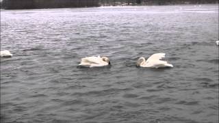 Trumpeter Swans Slow Motion with Music [upl. by Aihtenak]