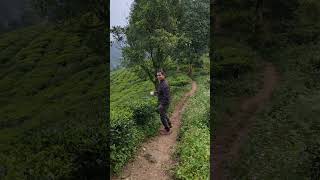 North Bengal Bike Trip 2024 mountains nature sittong travel shorts viralshorts teagarden [upl. by Milas]