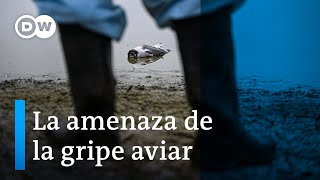 Más de 22000 aves mueren en Perú [upl. by Duleba]