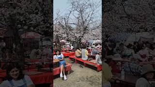 Cherry blossom Kyoto Japan japan shorts kyoto travel explore japantravel cherryvlogs [upl. by Ednutabab]