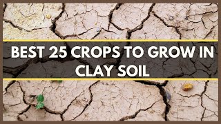 CLAY SOIL BEST 25 CROPS THAT GROW WELL IN CLAY SOIL  CLAY SOIL PLANTS  CLAY SOIL VEGETABLES [upl. by Chaiken]