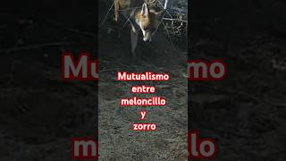 Mutualismo entre zorro y meloncillo [upl. by Kehr]