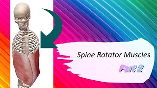 Spine Rotation Muscle Part 2  Trunk Rotation  3D Motion  Origin amp Insertion [upl. by Winton]