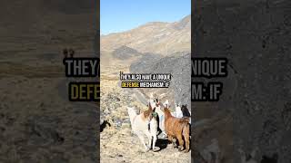 Fascinating Facts About Llamas [upl. by Aivatra]