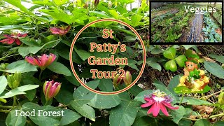 St Pattys Garden Tour Two  veggies amp Food Forest Southern Latitudes [upl. by Dex]