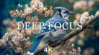 Work Music for Concentration  12 Hours of Ambient Study Music to Concentrate 28 [upl. by Icyac]