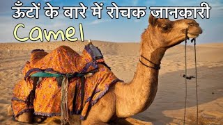 ऊँटों के बारे में 22 रोचक तथ्य  Interesting facts about Camels in Hindi [upl. by Ana]