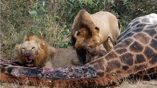 Documentales de Animales Salvajes  Documental de LEONES  National Geographic En Español [upl. by Airdnalahs]