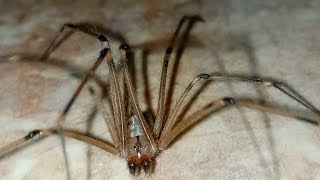 Brown widow spider  american spider speed  real spider brown [upl. by Lledrev]