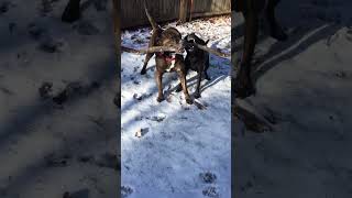 Pitbull vs Thai Ridgeback 😮 [upl. by Yrolg]