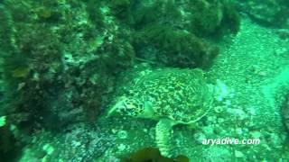 매부리 바다거북Eretmochelys imbricata Hawksbill sea turtle [upl. by Lorelie]