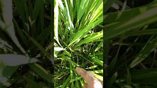 FLOWERING STAGE OF RICE PLANT [upl. by Aihsatsan]