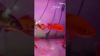 Color Fish fish fishvideo fishing shortvideo shortssongs viralvideo tiktok tiktokvideo [upl. by Maeve]