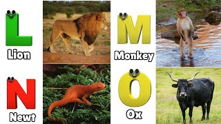 Animals ABC Song  Animals Alphabet Song  Alphabet Letters  Phonics for Kids [upl. by Fred]