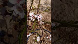 How to grow Almond tree at Home [upl. by Aksehcnarf]