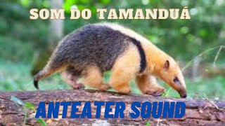 Som Do Tamanduá  Anteater Sound [upl. by Sweyn364]