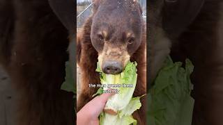 The bear that takes its cubs to the man’s house every day animals love shorts [upl. by Koffman]