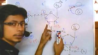 RNA modifications 5 prime cap [upl. by Powell]