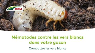 Combattre les vers blancs dans votre gazon [upl. by Halimeda]