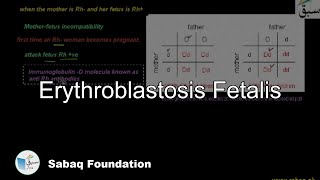 Erythroblastosis Fetalis Biology Lecture  Sabaqpk [upl. by Ahsinra]