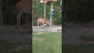 Mother Deer and Fawn around the Feeder shorts [upl. by Terrie]