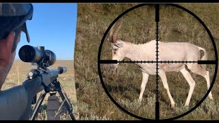 Blesbuck hunting 2019 South Africa 480 Yard Killshot [upl. by Nidnal]