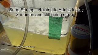 Huge Numbers of Adult Brine Shrimp Indoors 2017 08 18 [upl. by Brocky]