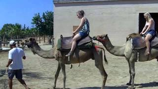 Camel Park Mazotos in Cyprus [upl. by Pansie61]