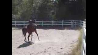 Kelly riding Calvin at High Rock Stables WalpoleMA [upl. by Nolyar]