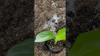 strelitzia nicolai variegated plants greenhouse gardenbuilding garden gardengreenhouse nature [upl. by Sarajane628]