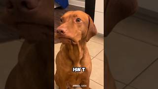 Introducing the Vizsla 🐕 a very cute pet dog breed [upl. by Jit518]