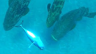 Giant Grouper Eats Inches from Camera  Fishing [upl. by Sivla289]