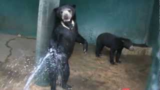 jeune ours malais apprécient une douche  young sun bears enjoying shower [upl. by Durrell]